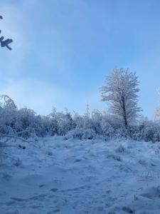 a snow covered field with a tree in the background at HOTEL GALERIA PEZINSKA BABA in Pezinok