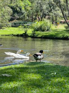 three ducks swimming in the water in a pond at La Casa de los Patos in Valle de Anton