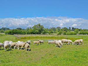 塞得利斯坎貝的住宿－蘋果度假屋，牧羊群在田野上放牧