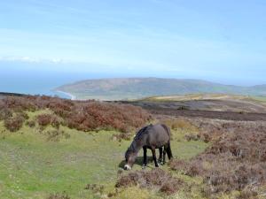 a horse grazing in a field of grass at Kingfisher - 30788 in Swimbridge