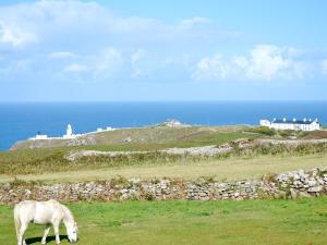 a white horse grazing in a field with a house in the background at Bowjy Coth in Pendeen