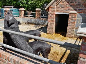 two large black bears standing next to a brick building at Quince Cottage - 27443 in Sedlescombe