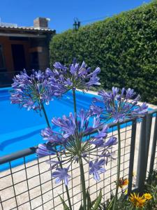 un montón de flores púrpuras delante de una valla en Cabañas Olivos y Bodegas en San Rafael