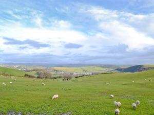 a herd of sheep grazing in a green field at 5 Pengraig Draw in Llanychaiarn