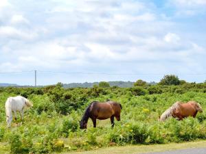 tres caballos pastando en un campo al lado de una carretera en Walnut Tree Cottage en Fordingbridge