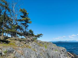 a group of trees on top of a rocky shore at A Cozy Family get away suite in South Nanaimo in Nanaimo