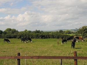 una manada de vacas pastando en un campo en Tomfield Cottage, en Kingsley