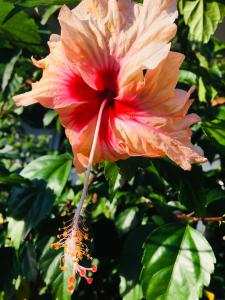 una gran flor roja y naranja en un árbol en Casa Salvaje Vacation Rentals, en Bocas Town