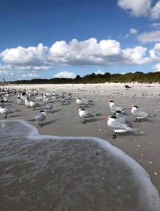 a flock of seagulls standing on a beach at Naples Dream at WTC with Heated Pool SPA Sauna 7 bicycles and 3 mls to beach in Naples