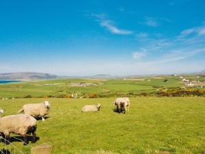 a group of sheep grazing in a grassy field at Y Gegin - Hw7701 in Abersoch