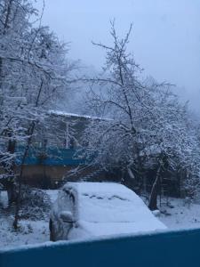 a snow covered tree with a building in the background at Guesthouse in Oni