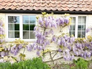 a building with wisteria on the side of it at Valley Farm Cottage in Sudbourne