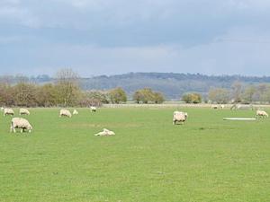 a herd of sheep grazing in a green field at Eaton Barn in Burmarsh