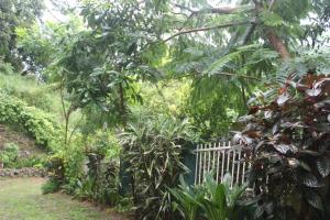 Um jardim em Lazy Bear Best Hostel in Kandy