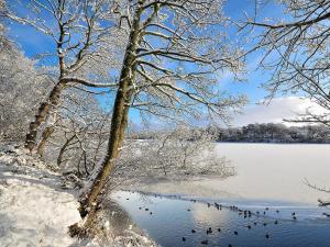 a flock of birds standing on a snowy lake at South Lodge Cottage in Standish
