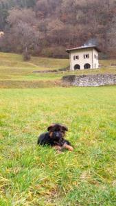 ein Hund, der auf einem Feld im Gras liegt in der Unterkunft Borgo Paradiso in Tignale