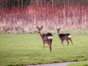 dois veados num campo de relva em The Gatehouse em Sewerby