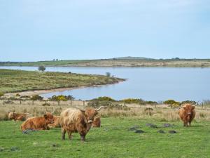 a herd of cattle grazing in a field next to a lake at Cross Cottage in Saint Breward