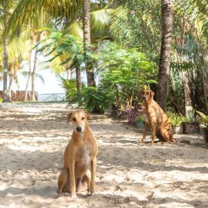 dois cães sentados na areia perto das palmeiras em Muita Paz Rooms em Atins
