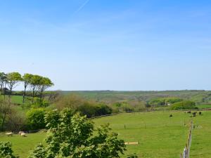 a herd of animals grazing in a green field at Hawthorn in Hartland