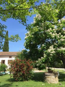 a tree with white flowers in a yard at La Taverna Fra Le Colline in Arezzo