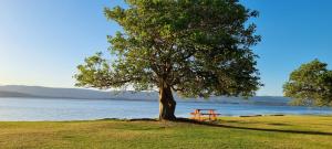 een picknicktafel onder een boom naast het water bij Sunset Lake View in Windang