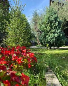 un montón de flores rojas en un jardín en Green Villa Brezovica, en Štrpce