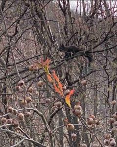 un pájaro negro sobre un árbol en Green Villa Brezovica, en Štrpce