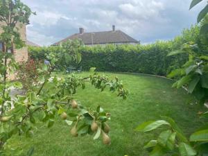een appelboom in de tuin bij Lovely 1 bed Studio Apartment with free parking in Oxford