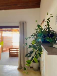 une plante en pot assise sur un comptoir dans une pièce dans l'établissement Abacate Casa do Mar, à Pipa