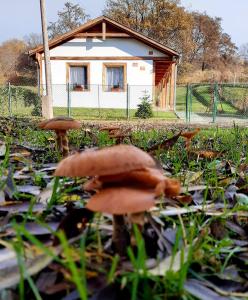 een groep paddenstoelen in het gras voor een huis bij Liget Vendégház in Szokolya