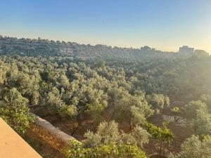 an aerial view of a forest of trees at Moneer's Olive Grove in Shūnat Ibn ‘Adwān