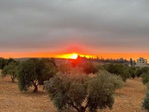a sunset over a field with trees in the foreground at Moneer's Olive Grove in Shūnat Ibn ‘Adwān