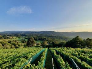 a vineyard in the middle of a field of vines at Vineyard cottage Kulovec in Uršna Sela