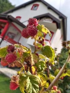 Un mucchio di lamponi su una pianta di fronte a una casa di Villa Jelena Mavrovo a Mavrovo