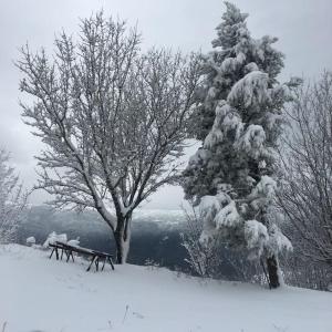 a snow covered tree and a picnic bench in the snow at Panorama in Arachova