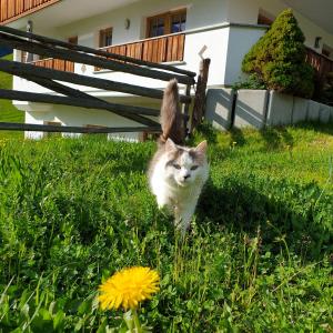 Domácí mazlíčci ubytovaní s hosty v ubytování Wegerhof