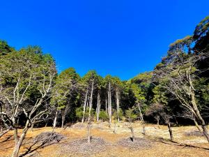 下関市にある自然豊かな隠れ家 ゲストハウス和村Nagomuraの青空を背景にした木々