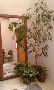 Eine Pflanze in einem Topf neben einem Spiegel in der Unterkunft Casa Ramal in Ciudad Lujan de Cuyo