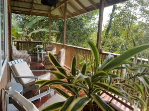 Pretty house Bastimentos Bocas del toro في باستيمينتوس: شرفة مع كراسي ونبات