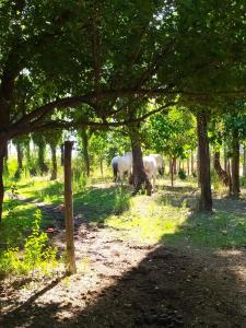 Animales en la casa de vacaciones o alrededores