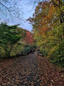 een pad in een park met bladeren op de grond bij Cozy Ranch by the Trail & Sleeping Giant in Hamden