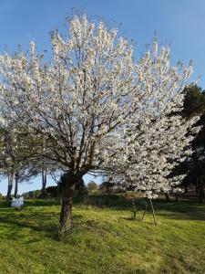 un arbre avec des fleurs blanches dans un champ dans l'établissement LES 3 HIRONDELLES, à Pont-Saint-Esprit