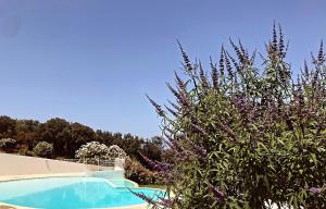 a bush with purple flowers next to a swimming pool at Le Cocon Bord de mer in Belgodère +27 photos