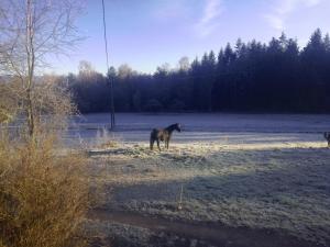 Zvieratá v dovolenkovom dome alebo blízkom okolí