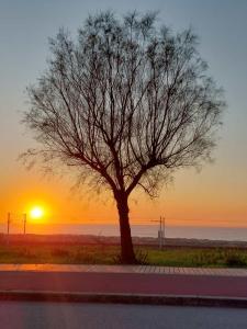 a tree on the side of a road with the sunset at Hotel Monte Lírio in Espinho