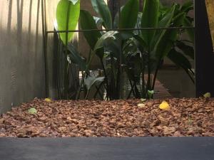 a garden with some rocks and plants in it at Saffron Robes Living in Hikkaduwa