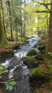 a stream in a forest with rocks and trees at Le lorrane in Muhlbach-sur-Munster