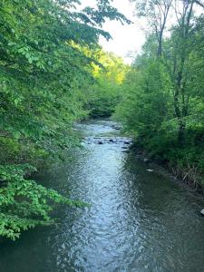 a river with trees on the side of it at Cottage by the river Valea Draganului in Poeni