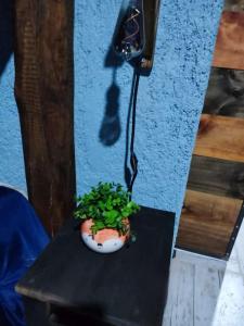 eine Pflanze, die auf einem Tisch neben einem Telefon sitzt in der Unterkunft Casa Quinta la costa in Alto Verde